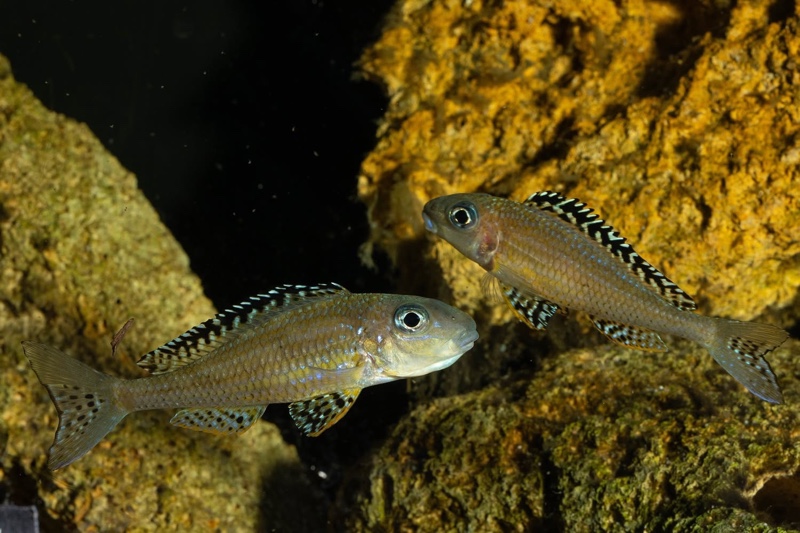 Xenotilapia papilio 'Tembwe Deux'